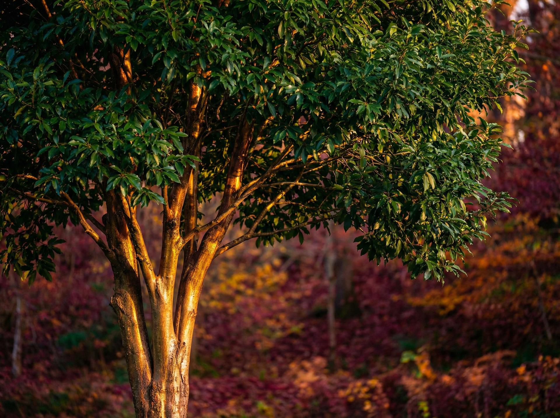 麻豆植物保护视频