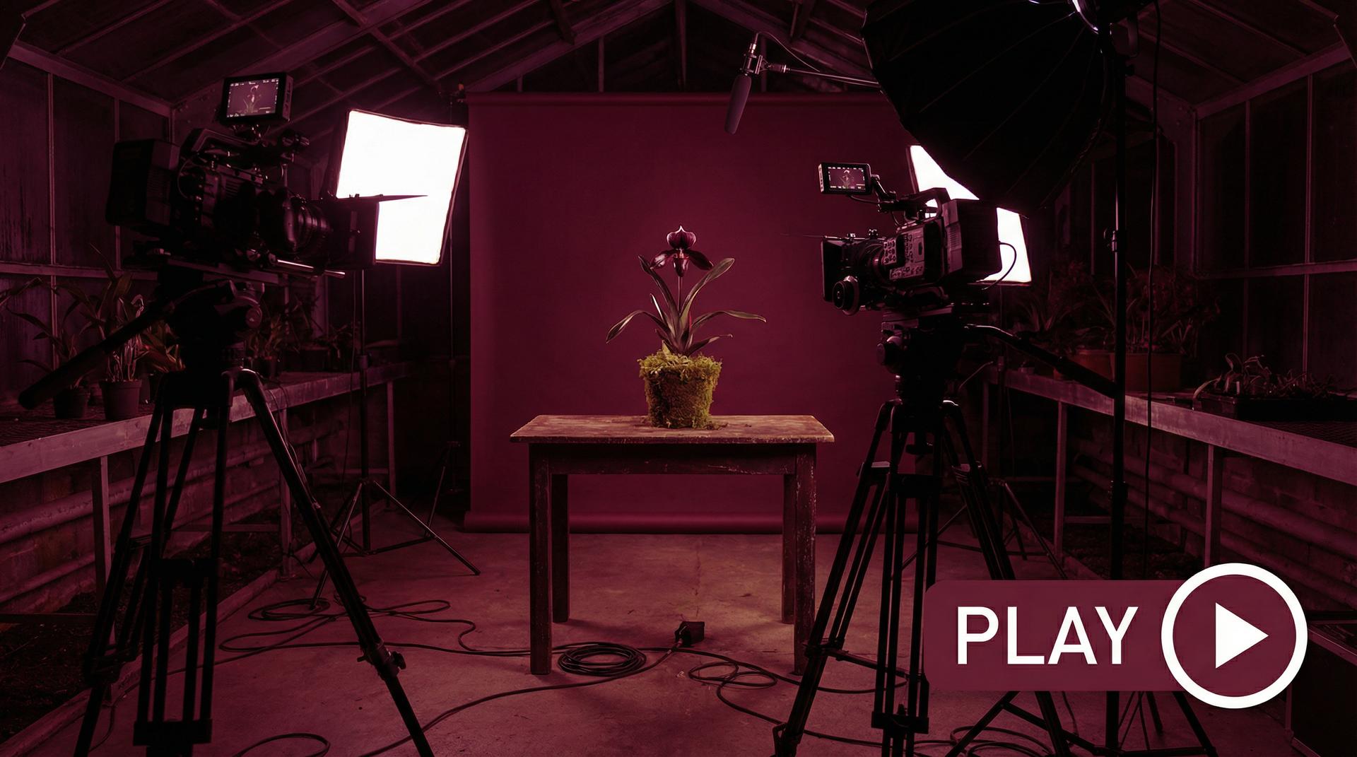 麻豆植物视频 - 珍稀兰花视频拍摄幕后